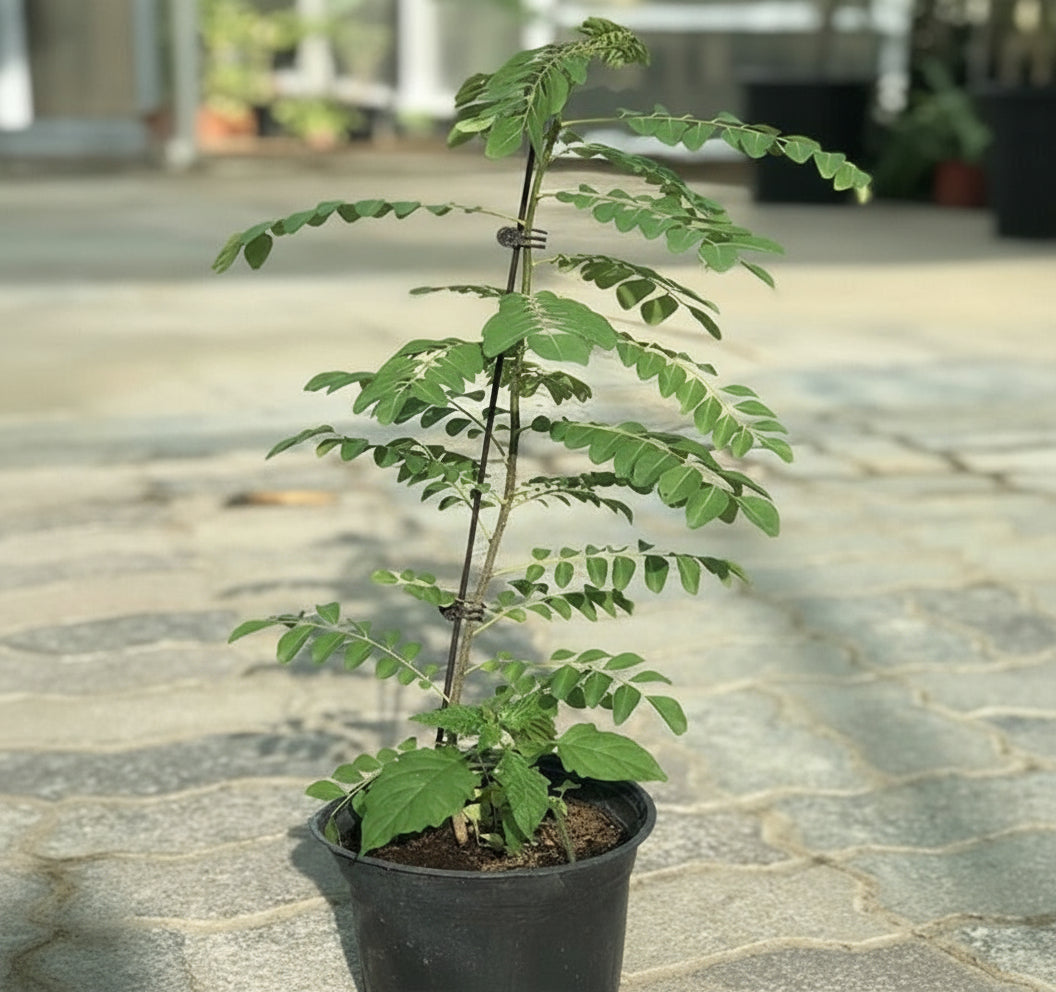 Curry Leaves Or Kadi Patta 30 - 40cm - Greensouq - 