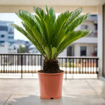 Cycas Revoluta "Sago Palm" - Greensouq - 