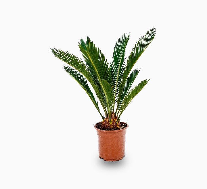 Cycas Revoluta "Sago Palm" - Greensouq - 
