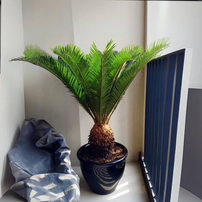 Cycas Revoluta "Sago Palm" - Greensouq - 