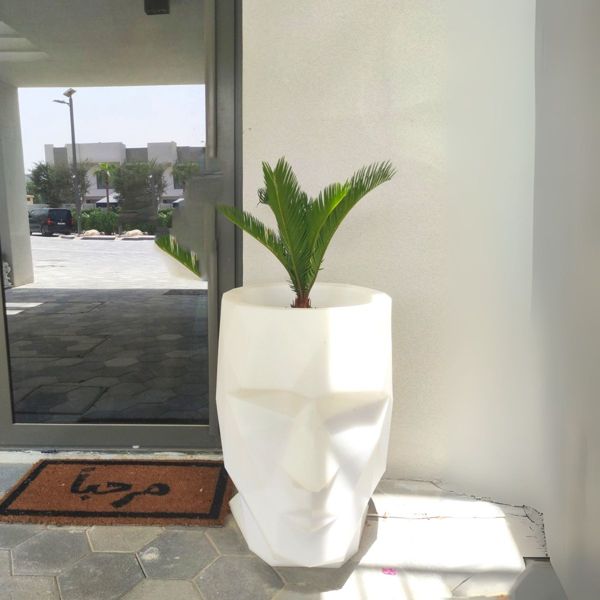 Cycas Revoluta "Sago Palm" - Greensouq - 