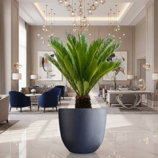 Cycas Revoluta "Sago Palm" in Gray Fiber Pot (Size = 56cm Height /73cm Dia) - Greensouq - 