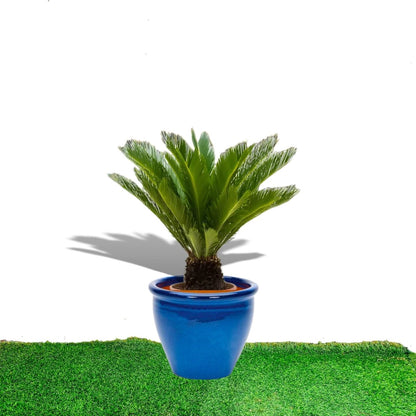 Cycas Revoluta "Sago Palm" in Rolled Rim Pot - Greensouq - 