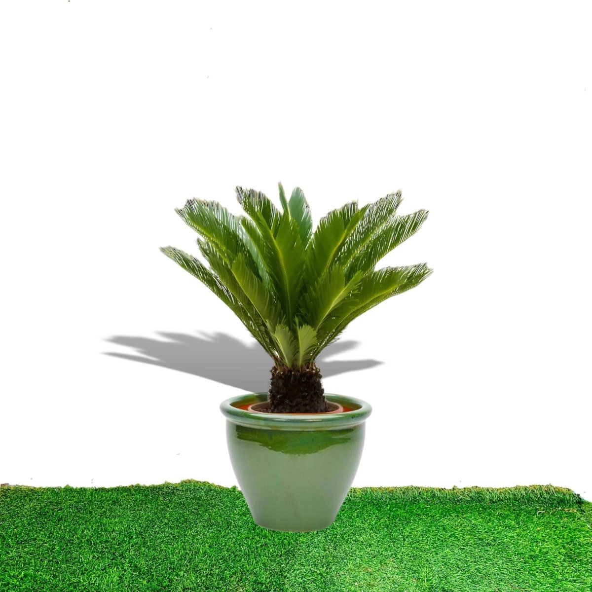 Cycas Revoluta "Sago Palm" in Rolled Rim Pot - Greensouq - 