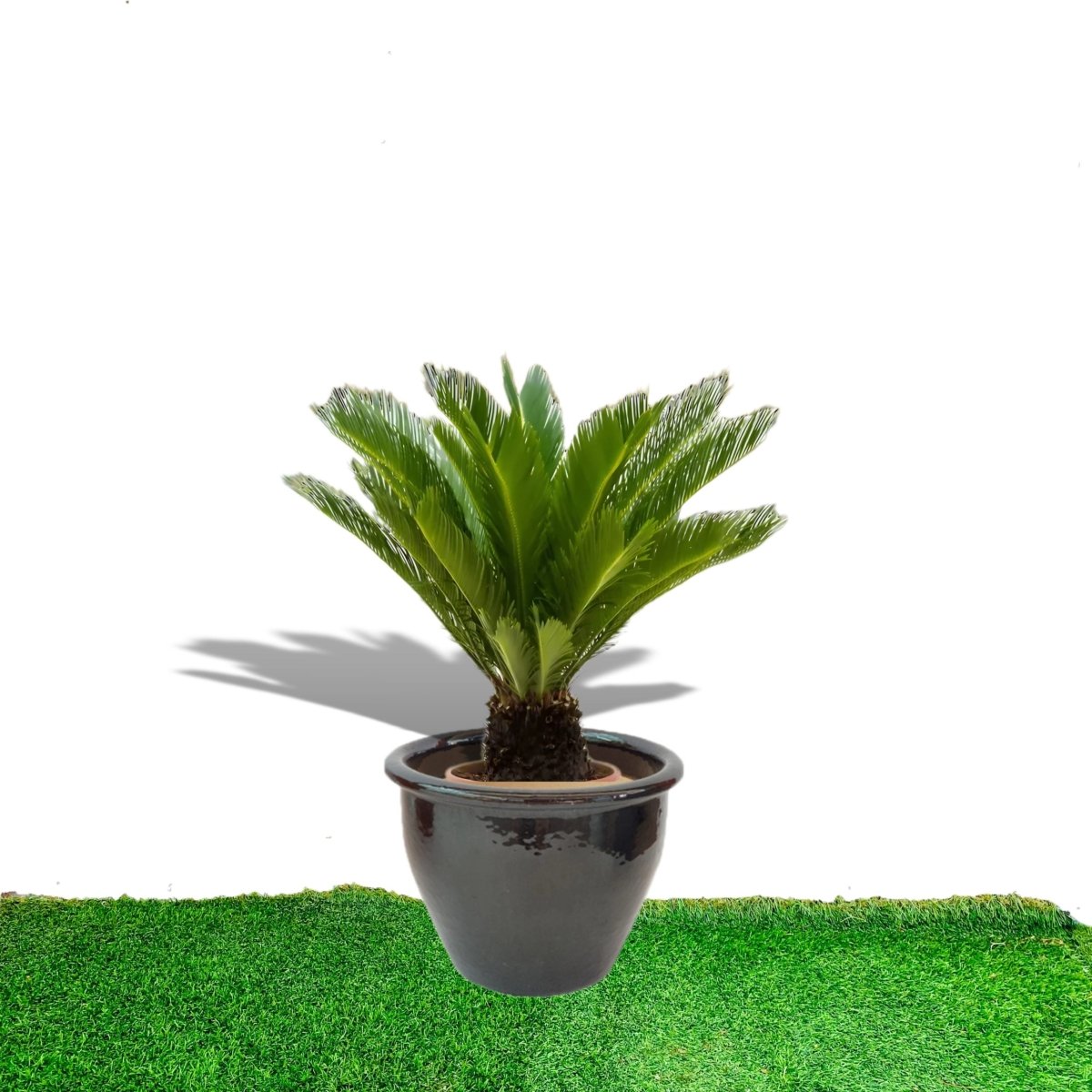 Cycas Revoluta "Sago Palm" in Rolled Rim Pot - Greensouq - 