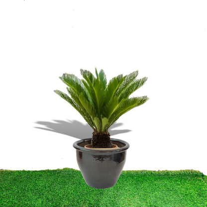 Cycas Revoluta "Sago Palm" in Rolled Rim Pot - Greensouq - 