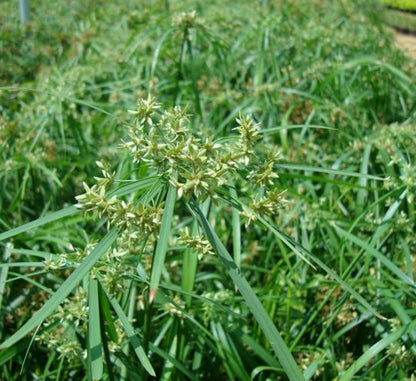 Cyperus Alternifolius "Umbrella Papyrus" - Greensouq - 