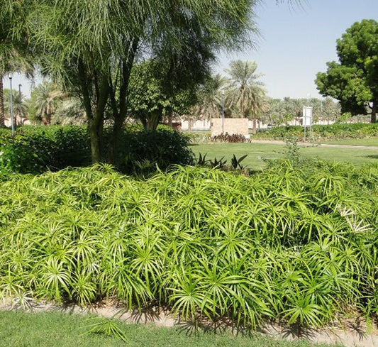 Cyperus Alternifolius "Umbrella Sedge" - Greensouq - 