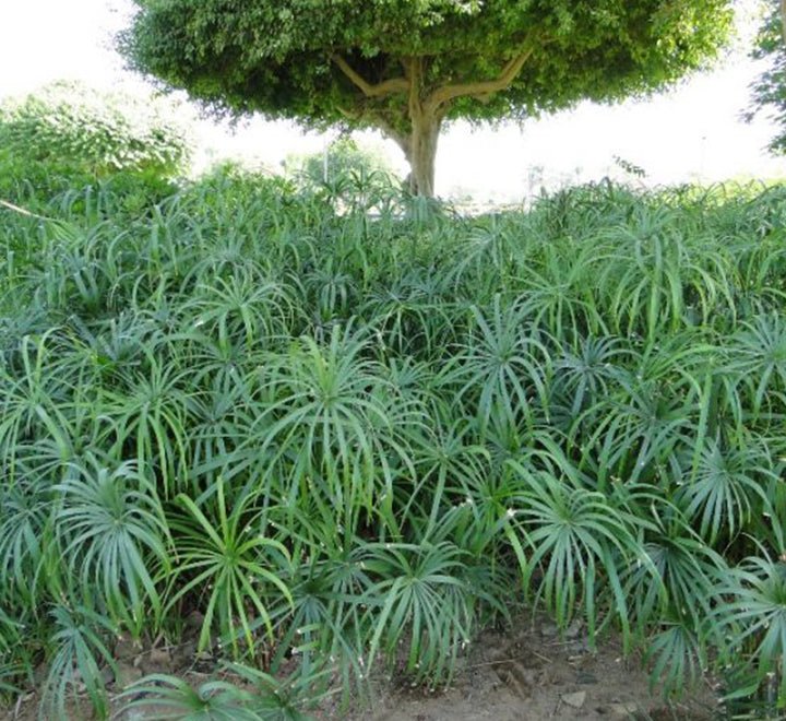 Cyperus Alternifolius "Umbrella Sedge" - Greensouq - 