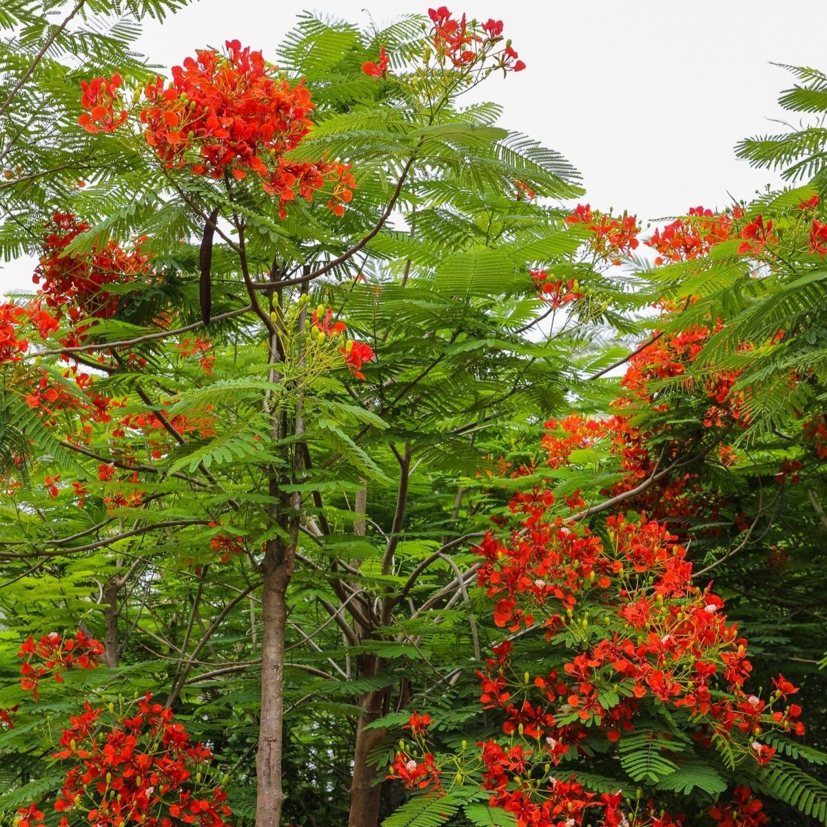 Delonix Regia, Flame Tree or Royal Poinciana - Greensouq - 