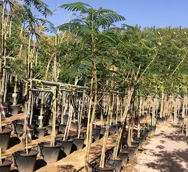 Delonix Regia, Flame Tree or Royal Poinciana - Greensouq - 