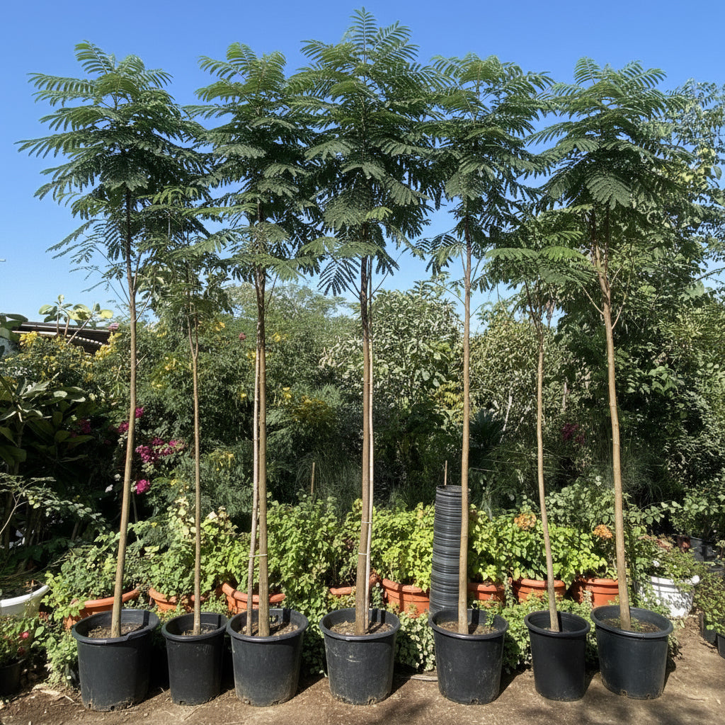 Delonix Regia, Flame Tree or Royal Poinciana - Greensouq - 