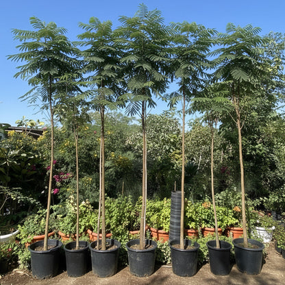 Delonix Regia, Flame Tree or Royal Poinciana - Greensouq - 