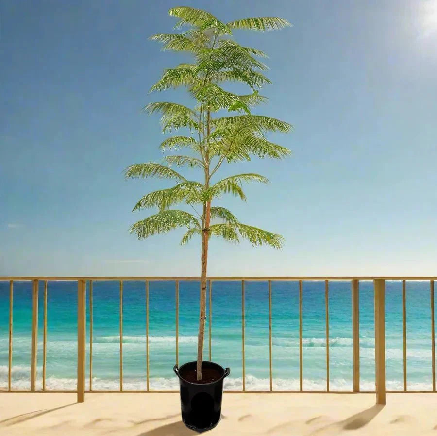 Delonix Regia, Flame Tree or Royal Poinciana - Greensouq - 