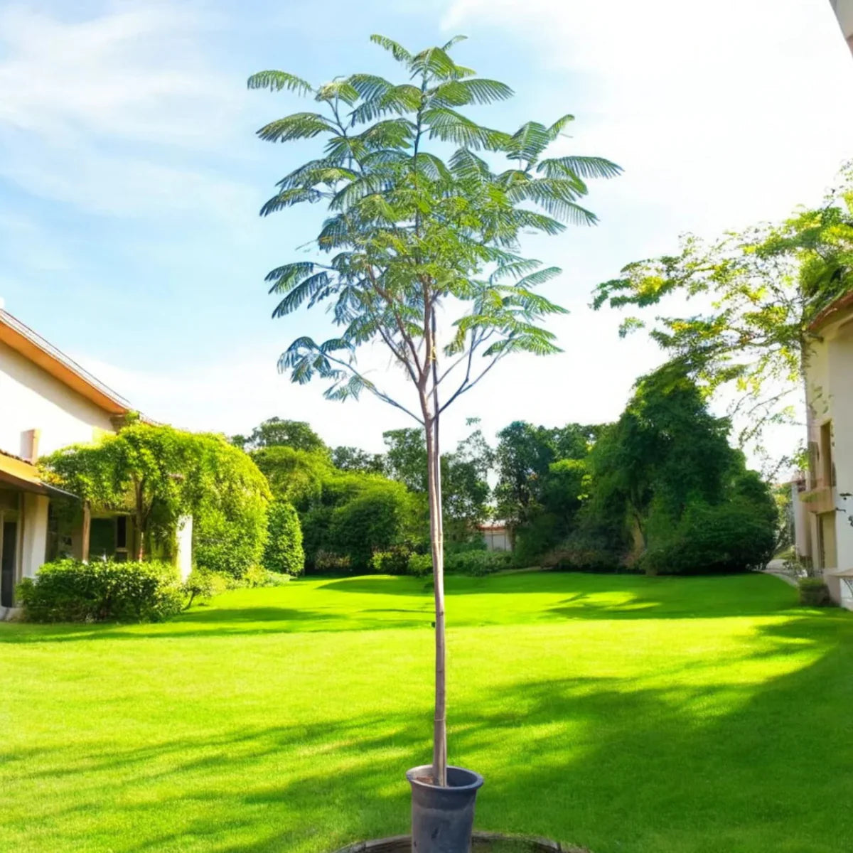 Delonix Regia, Flame Tree or Royal Poinciana - Greensouq - 