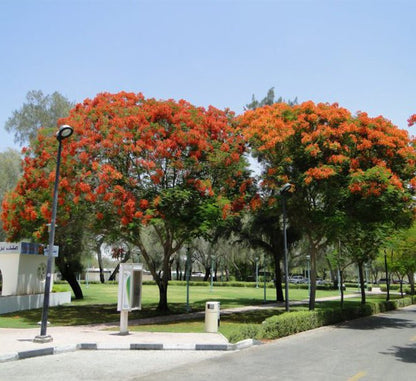 Delonix Regia, Flame Tree or Royal Poinciana - Greensouq - 