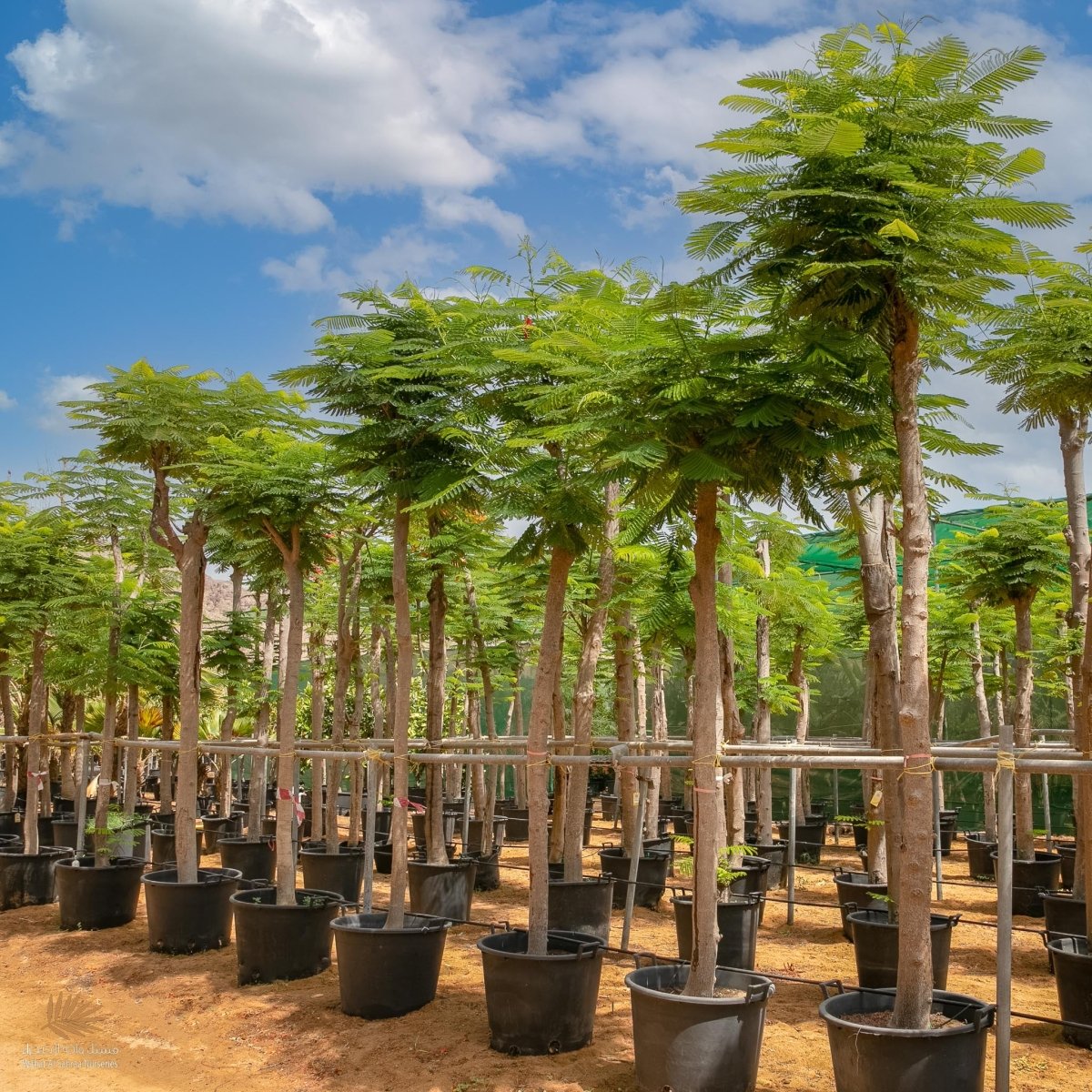 Delonix Regia, Flame Tree or Royal Poinciana - Greensouq - 