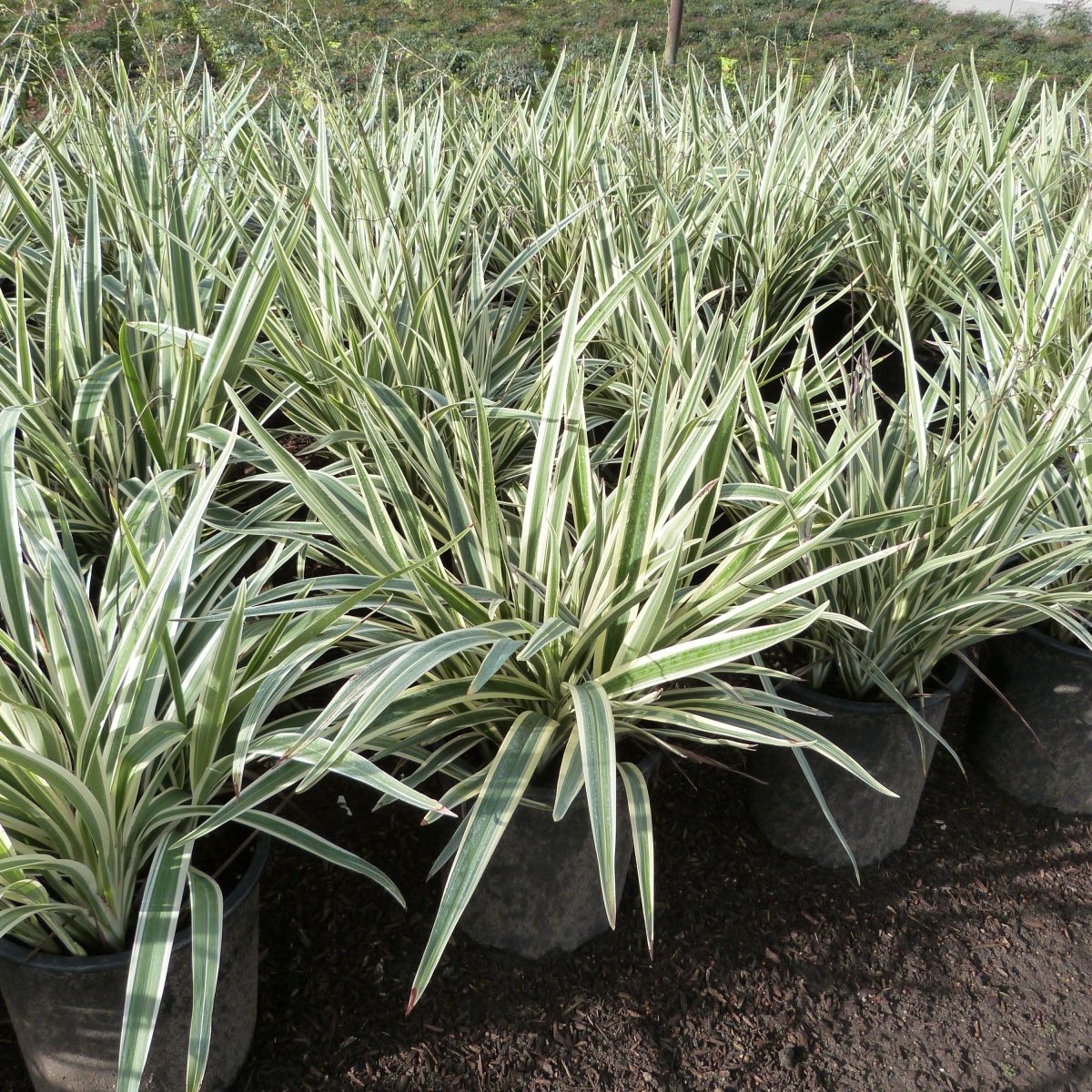 Dianella Tasmanica "Variegata" or Tasman Flax - lily - Greensouq - 