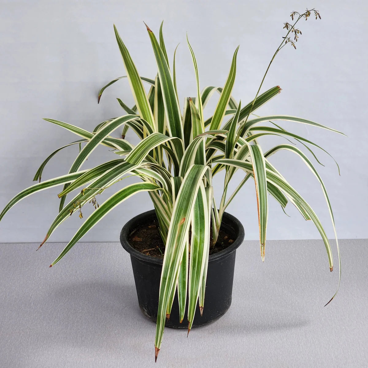 Dianella Tasmanica "Variegata" or Tasman Flax - lily - Greensouq - 
