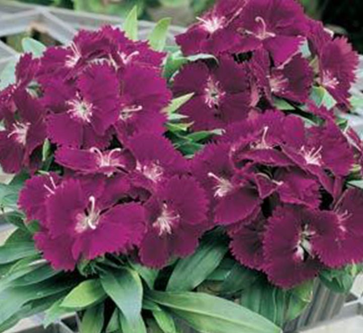 Dianthus Caryophyllus "Carnation or Clove Mix" - Greensouq - 