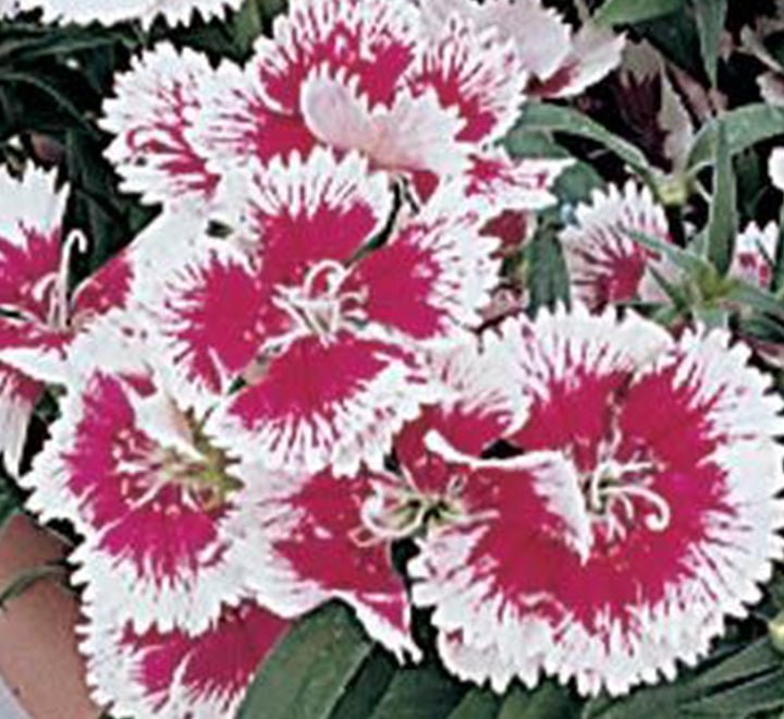 Dianthus Caryophyllus "Carnation or Clove Mix" - Greensouq - 