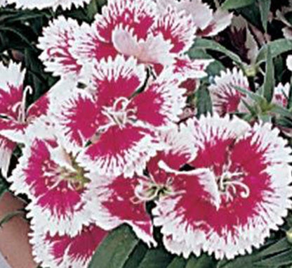 Dianthus Caryophyllus "Carnation or Clove Mix" - Greensouq - 