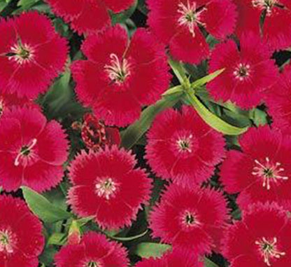 Dianthus Caryophyllus "Carnation or Clove Mix" - Greensouq - 