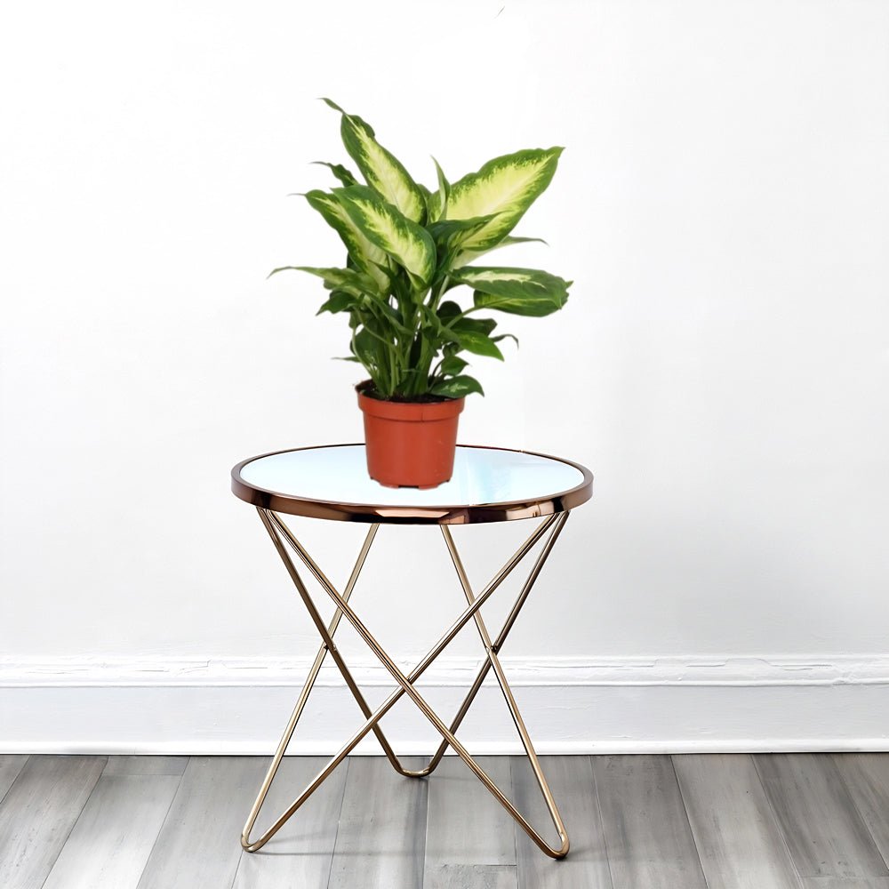 Dieffenbachia 'Camilla' Dumb Cane Plant - Greensouq - 