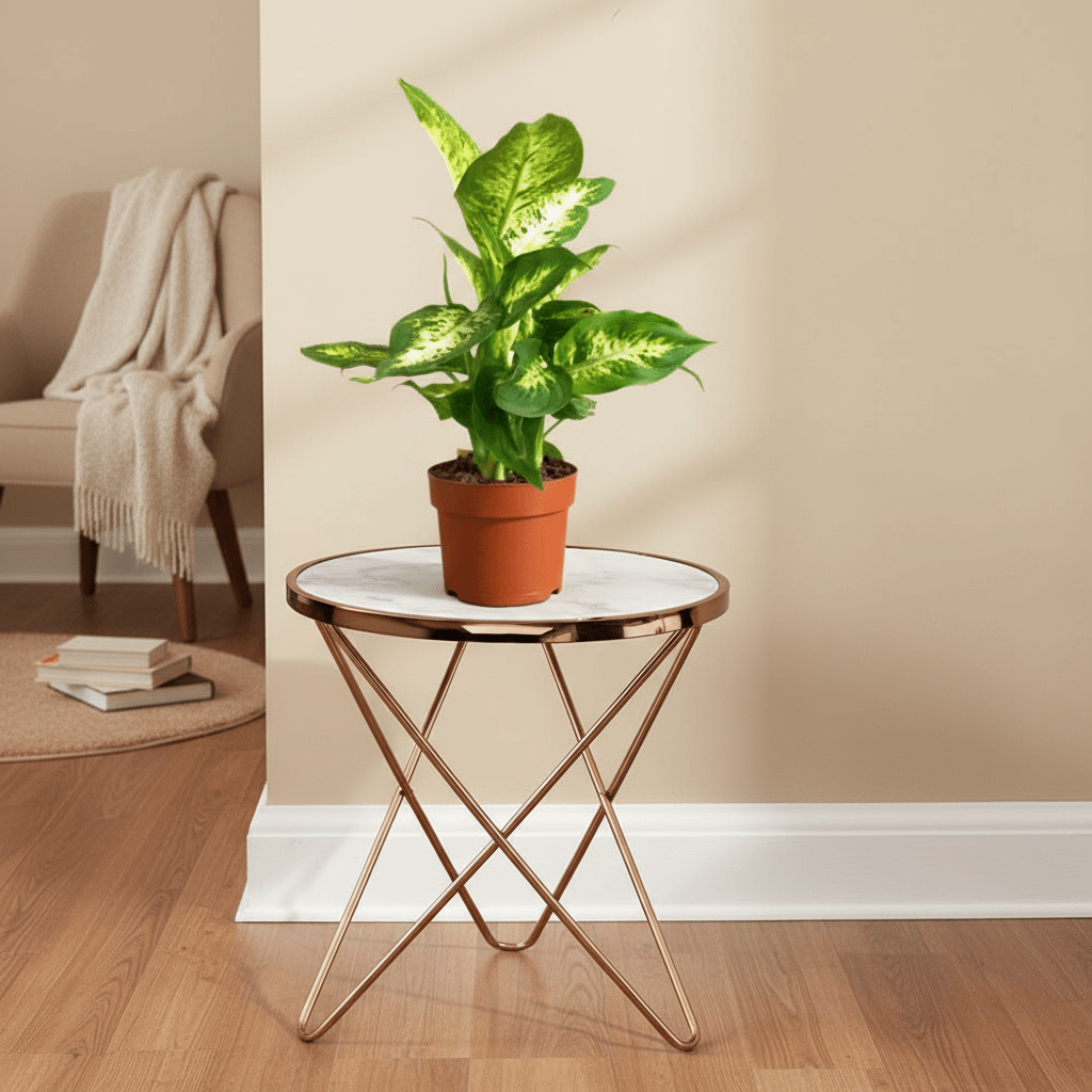 Dieffenbachia (Compacta, Dumb Cane, Leopard Lilly) - Greensouq - 