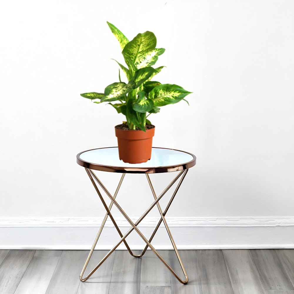 Dieffenbachia (Compacta, Dumb Cane, Leopard Lilly) - Greensouq - 