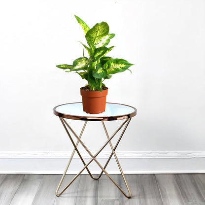 Dieffenbachia (Compacta, Dumb Cane, Leopard Lilly) - Greensouq - 