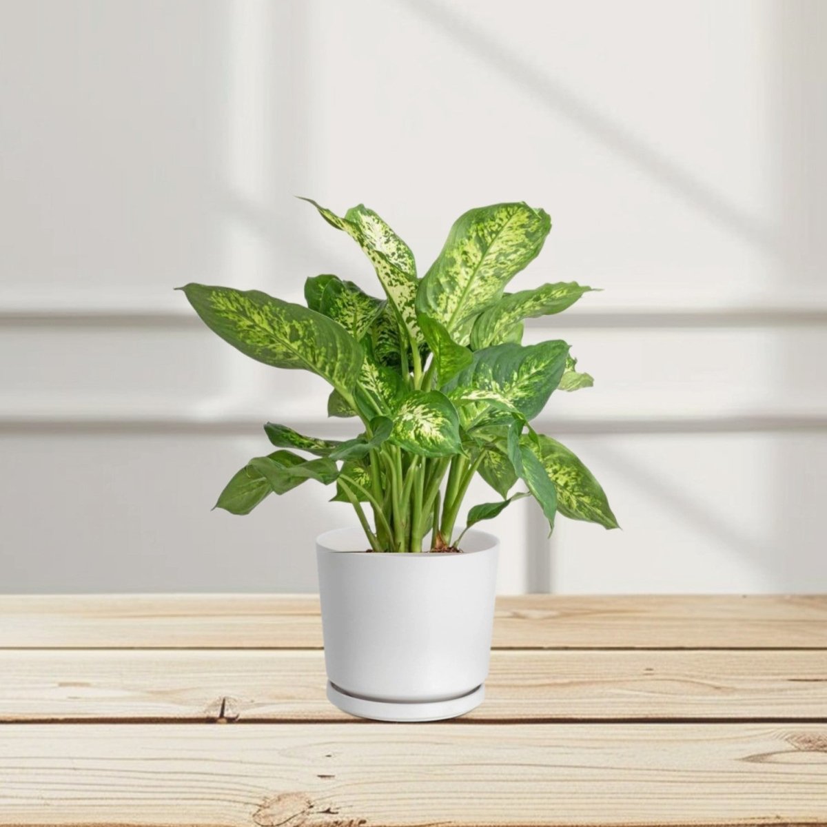 Dieffenbachia (Compacta, Dumb Cane, Leopard Lilly) - Greensouq - 
