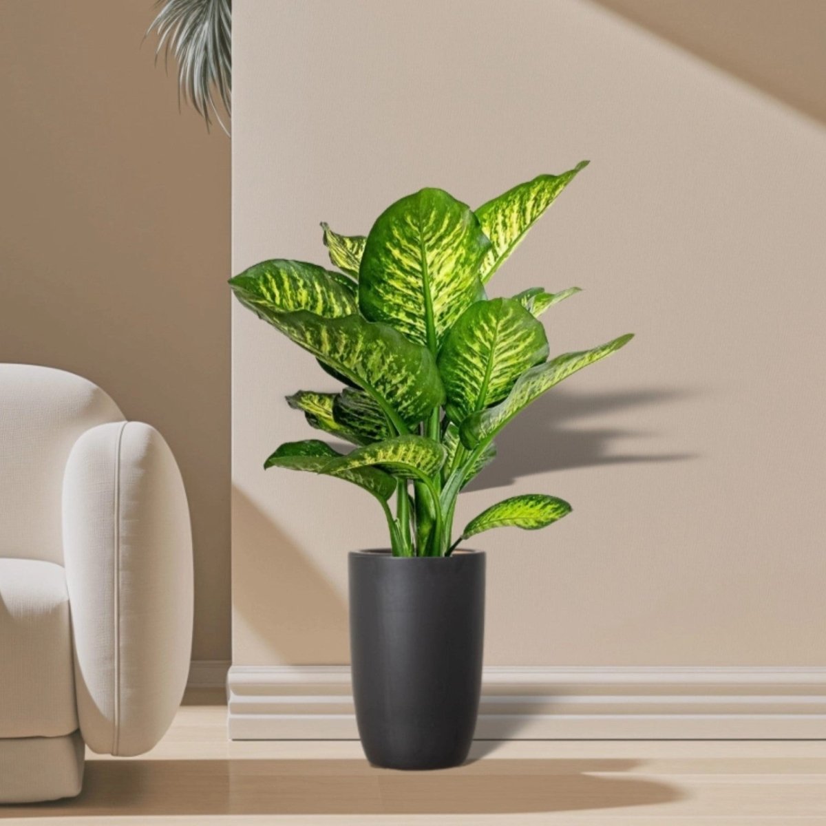Dieffenbachia Seguine Or Maroba - Greensouq - 