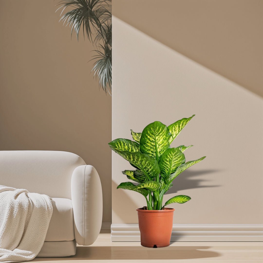 Dieffenbachia Seguine Or Maroba - Greensouq - 