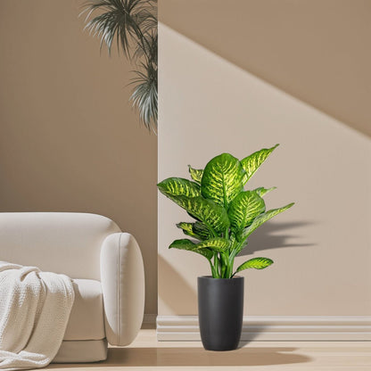 Dieffenbachia Seguine Or Maroba - Greensouq - 