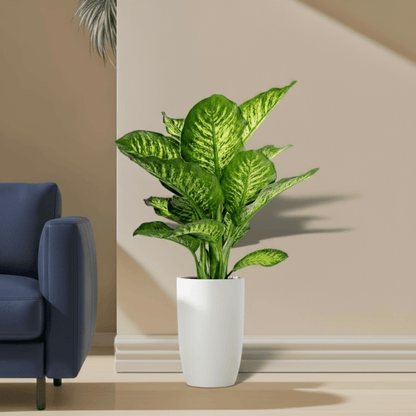 Dieffenbachia Seguine Or Maroba - Greensouq - 