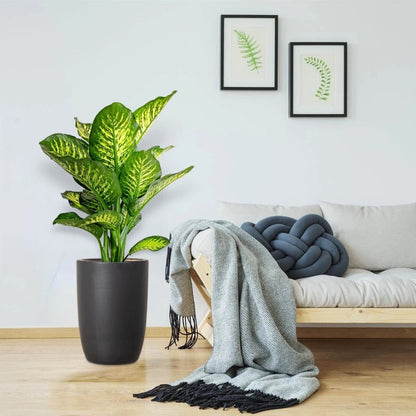 Dieffenbachia Seguine Or Maroba - Greensouq - 