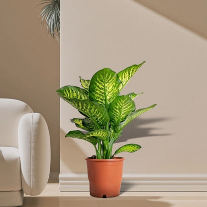 Dieffenbachia Seguine Or Maroba - Greensouq - 