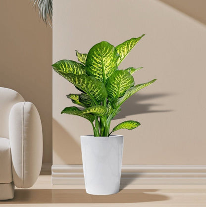 Dieffenbachia Seguine Or Maroba - Greensouq - 
