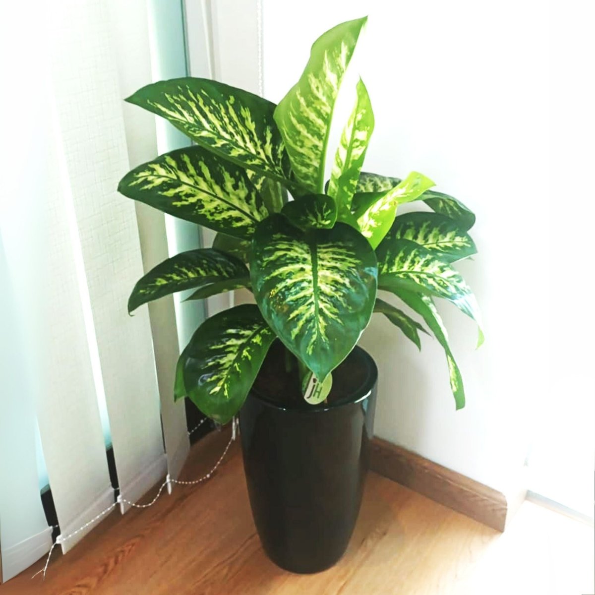 Tropic Snow Dieffenbachia in Black Ceramic Pot - 70-90cm - Greensouq -