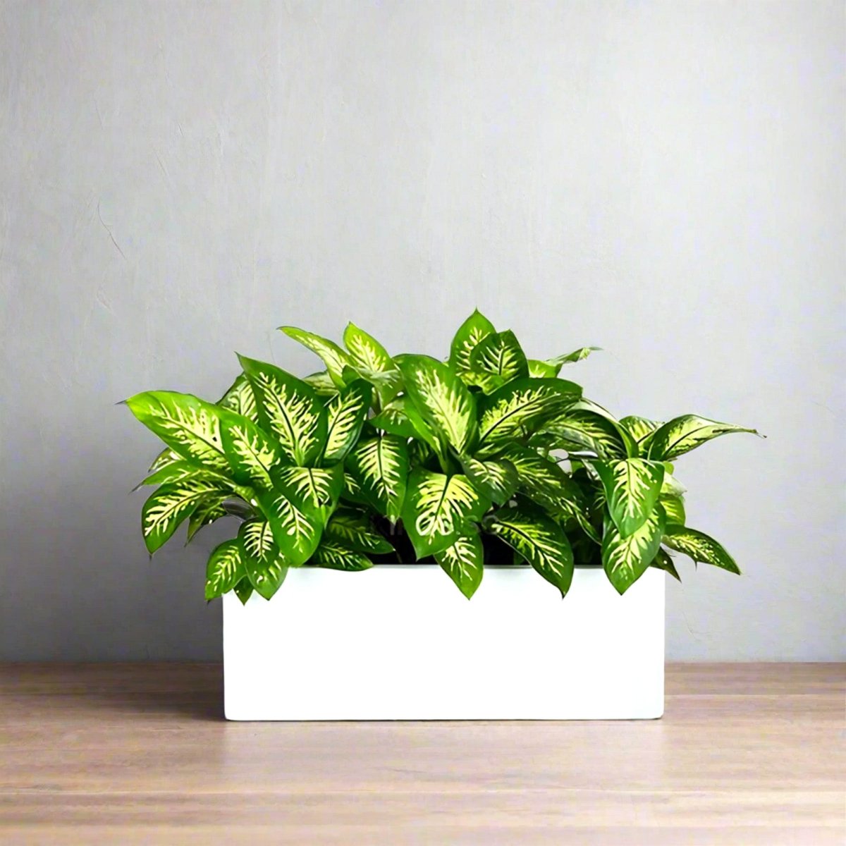 Dieffenbachia 'Tropical Snow' Indoor Trio in Rectangular Fiber Glass Planter (GRP) (70x30x30cm) - Greensouq - 