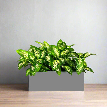 Dieffenbachia 'Tropical Snow' Indoor Trio in Rectangular Fiber Glass Planter (GRP) (70x30x30cm) - Greensouq - 
