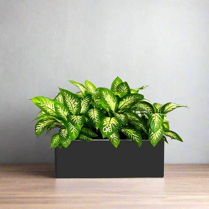 Dieffenbachia 'Tropical Snow' Indoor Trio in Rectangular Fiber Glass Planter (GRP) (70x30x30cm) - Greensouq - 