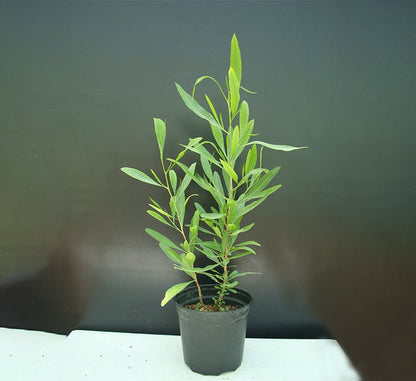Dodonaea Viscosa "Hopbush" 20 - 30cm - Greensouq - 