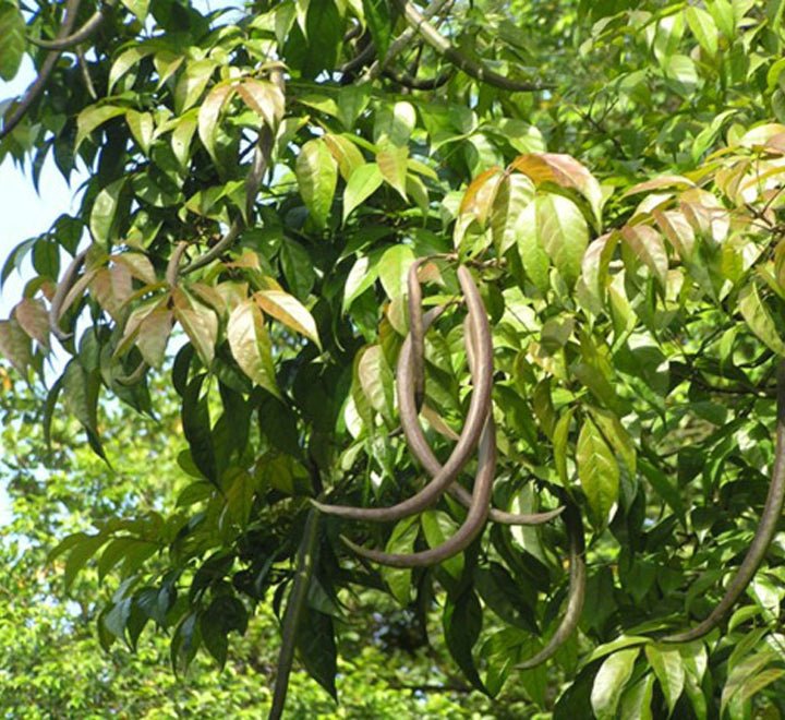 Dolichandron Spathacea Or Mangrove Trumpet Tree 2.5m - Greensouq - 