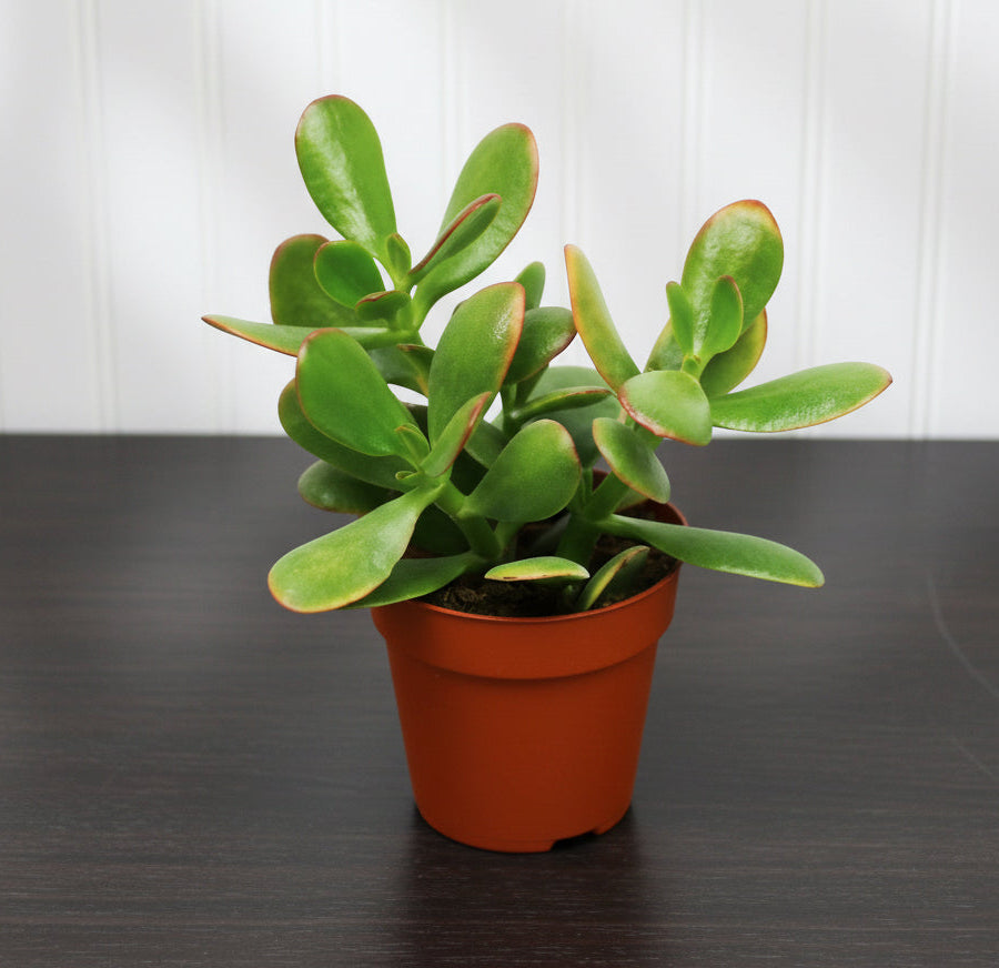 Dollar Plant "Crassula ovata Mini " Or Jade Plant" 5 - 10cm - Greensouq - 