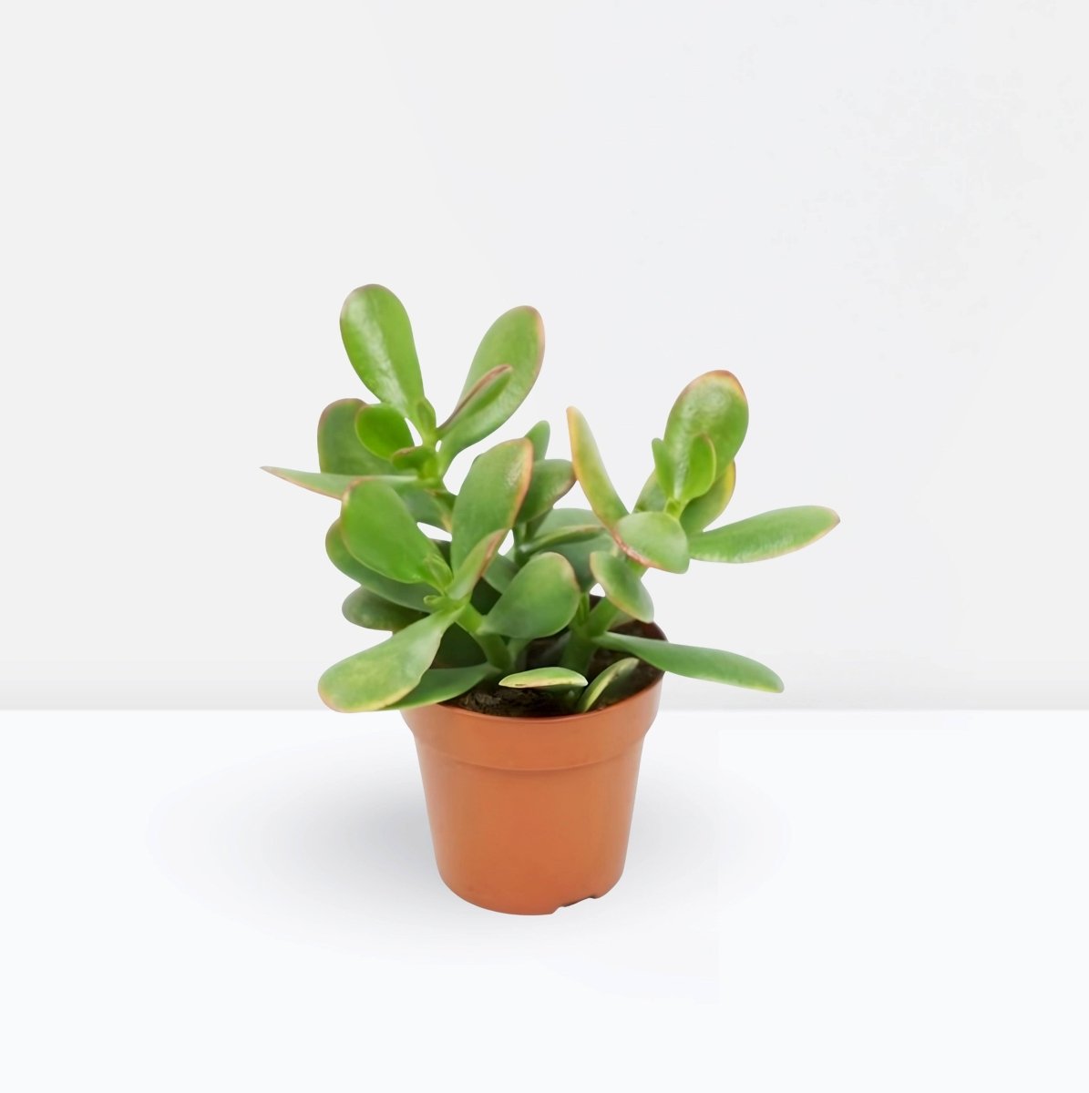 Dollar Plant "Crassula ovata Mini " Or Jade Plant" 5 - 10cm - Greensouq - 