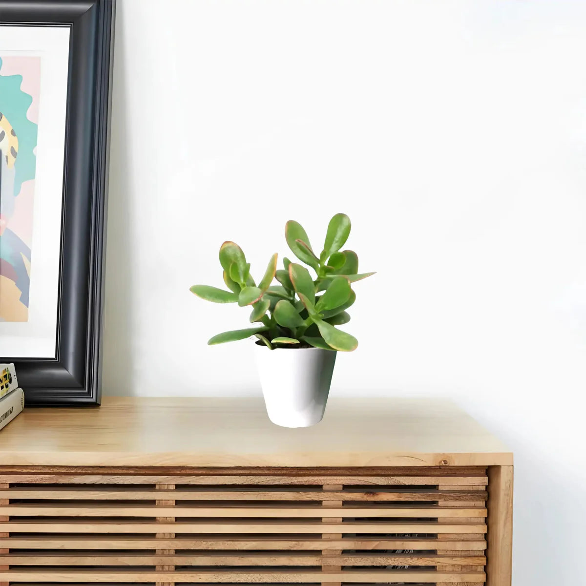 Dollar Plant "Crassula ovata Mini " Or Jade Plant" 5 - 10cm - Greensouq - 