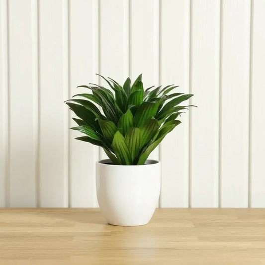 Dracaena Compacta Small - Greensouq - 