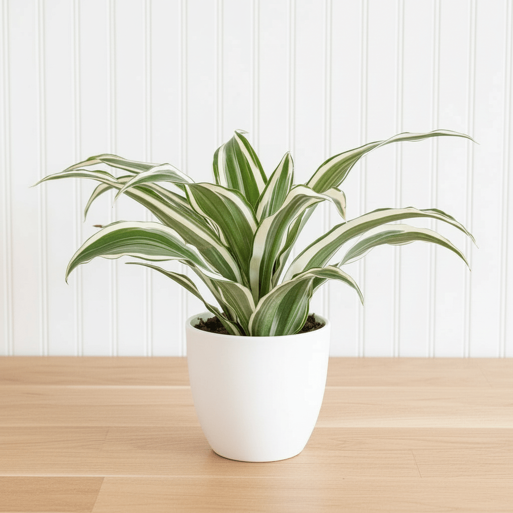 Warneckii Dracaena Deremensis - Greensouq -
